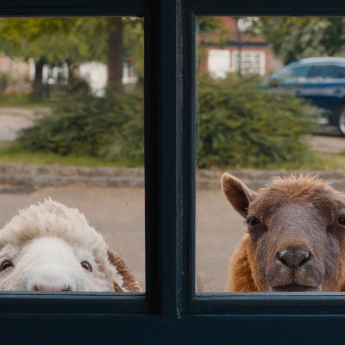 Two sheep looking through a window
