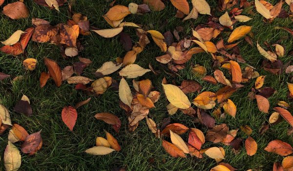 Things To Do During Autumn In Perth Image